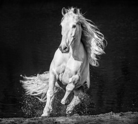 David Yarrow, Horsepower