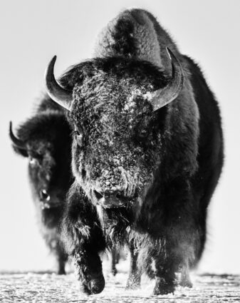 David Yarrow, Snow Monster