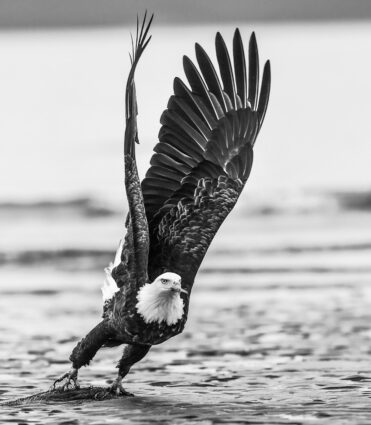 David Yarrow, Take Off