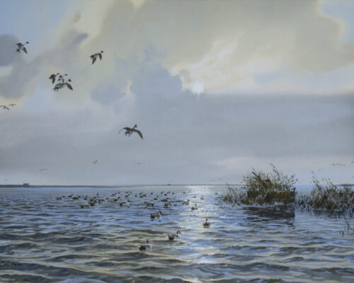 Pintails In Rockport, TX By Artist John Cowan