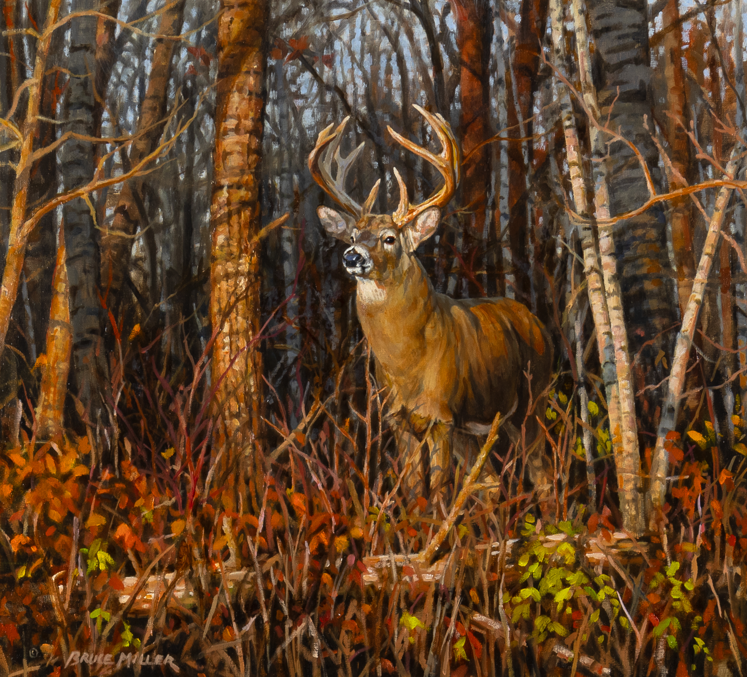 Bruce Miller, Northern Whitetail, oil on canvas