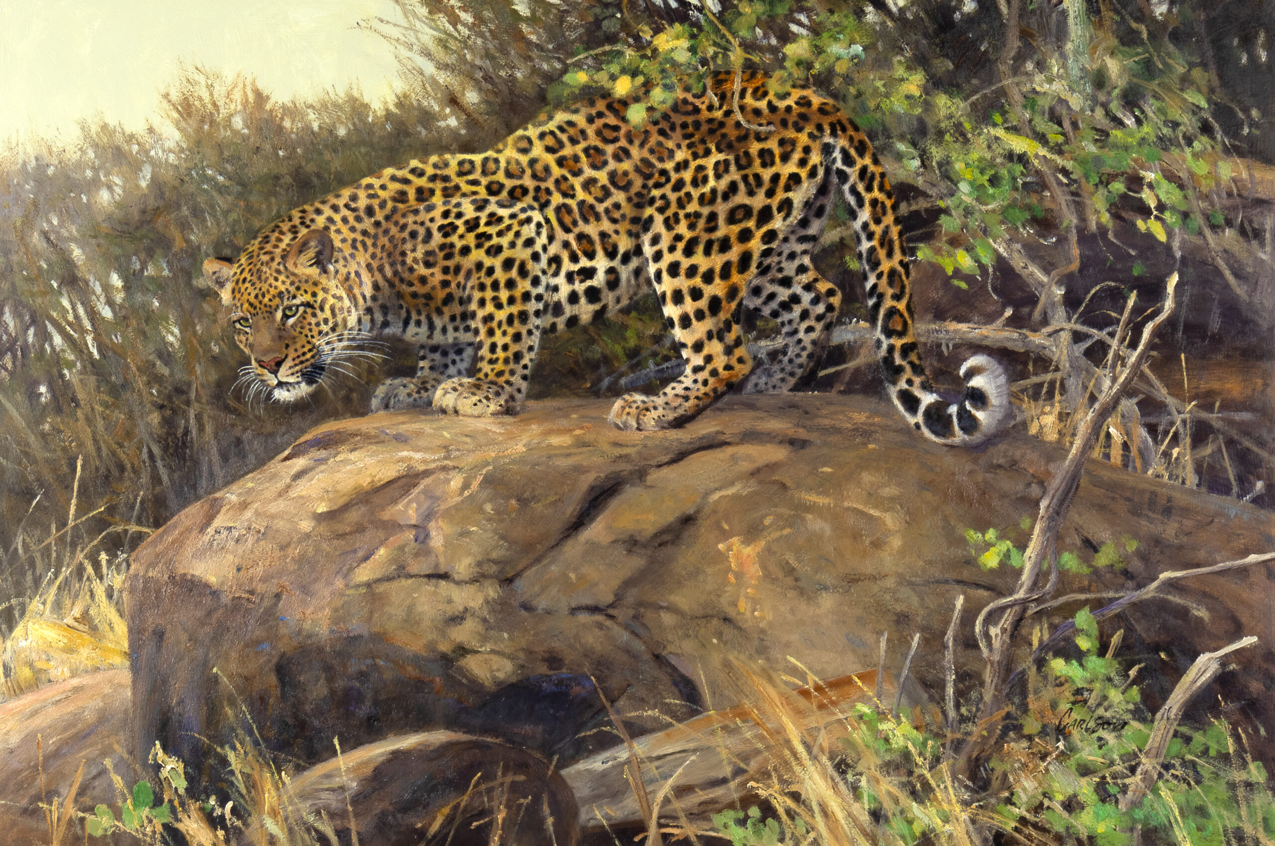 Ken Carlson Locked On Leopard on Rock oil on canvas