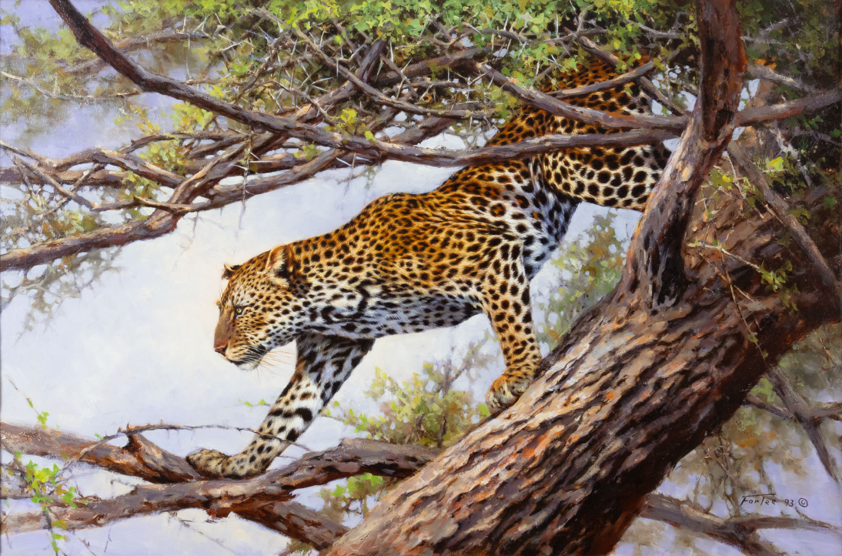 Eric Forlee, Leopard in an Acacia Tree, oil on canvas