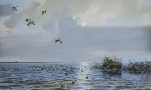 John Cowan , Pintails In Rockport, TX Watercolor On Paper