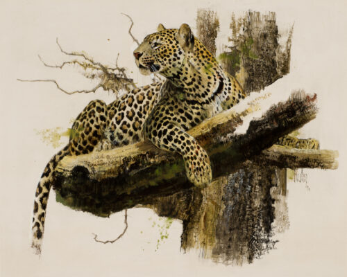 Kuhn-Bob-1920-2007-Leopard-mixed-media-on-paper-