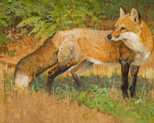 Kuhn-Bob-1920-2007-Red-Fox-on-Patrol-acrylic-on-board-14.75-x-24-inches