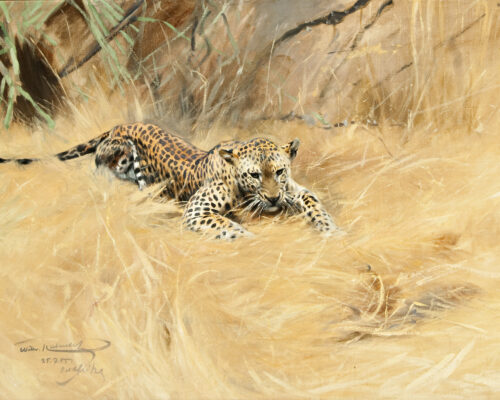 Kuhnert-Wilhelm-1865-1926-Leopard-oil-on-board-21-x-30