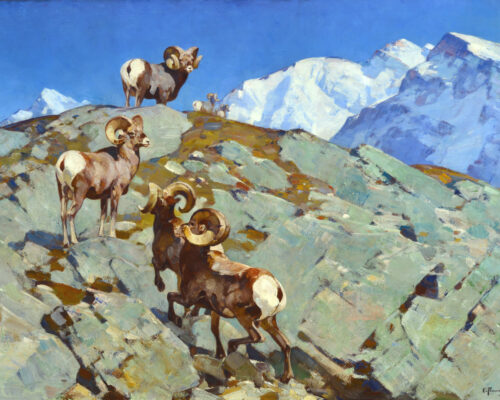 Rungius-Carl-1869-1959-Rams-Alarmed