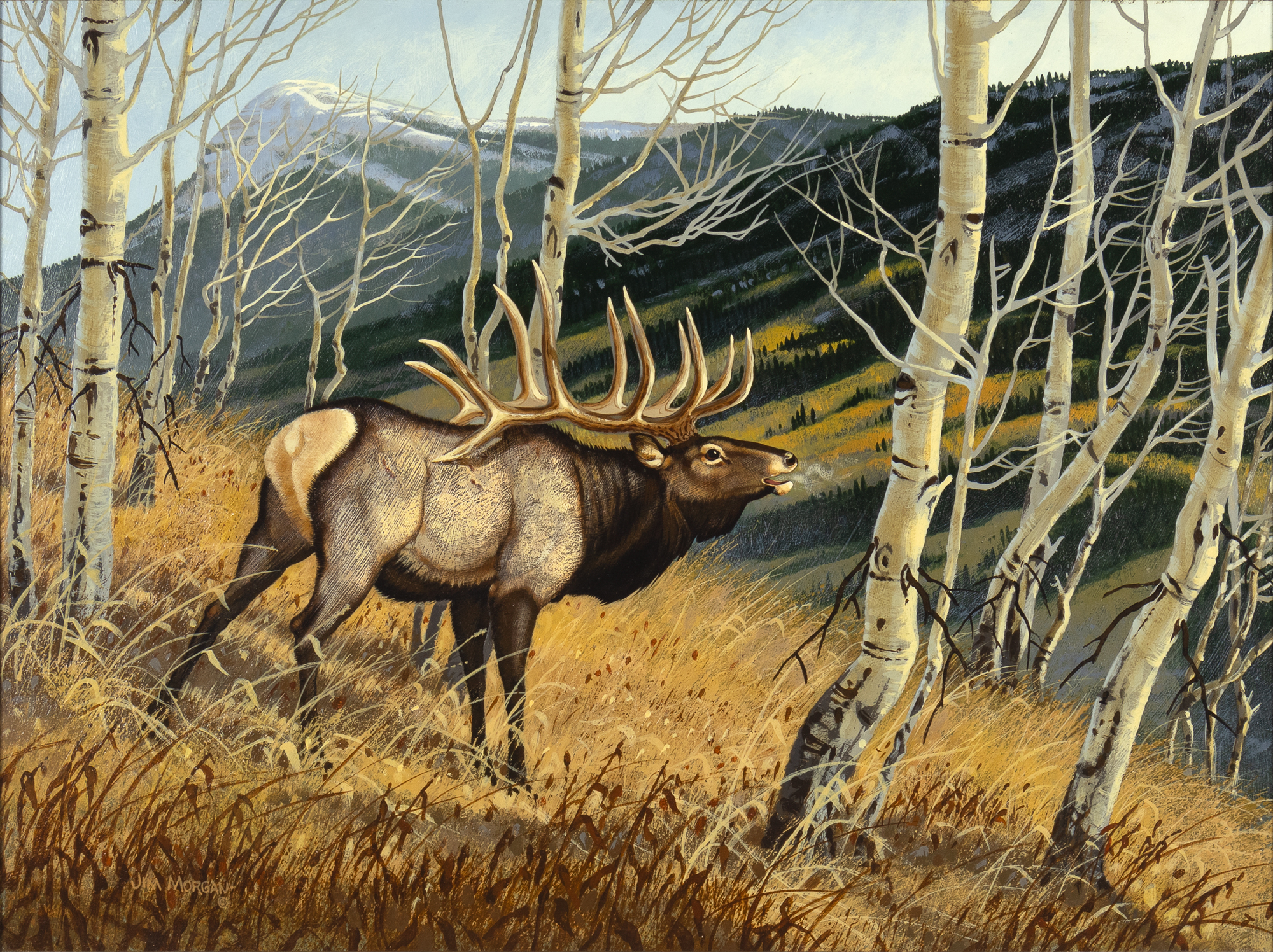 Jim Morgan (1947- ) Elk oil on canvasboard 18 x 24