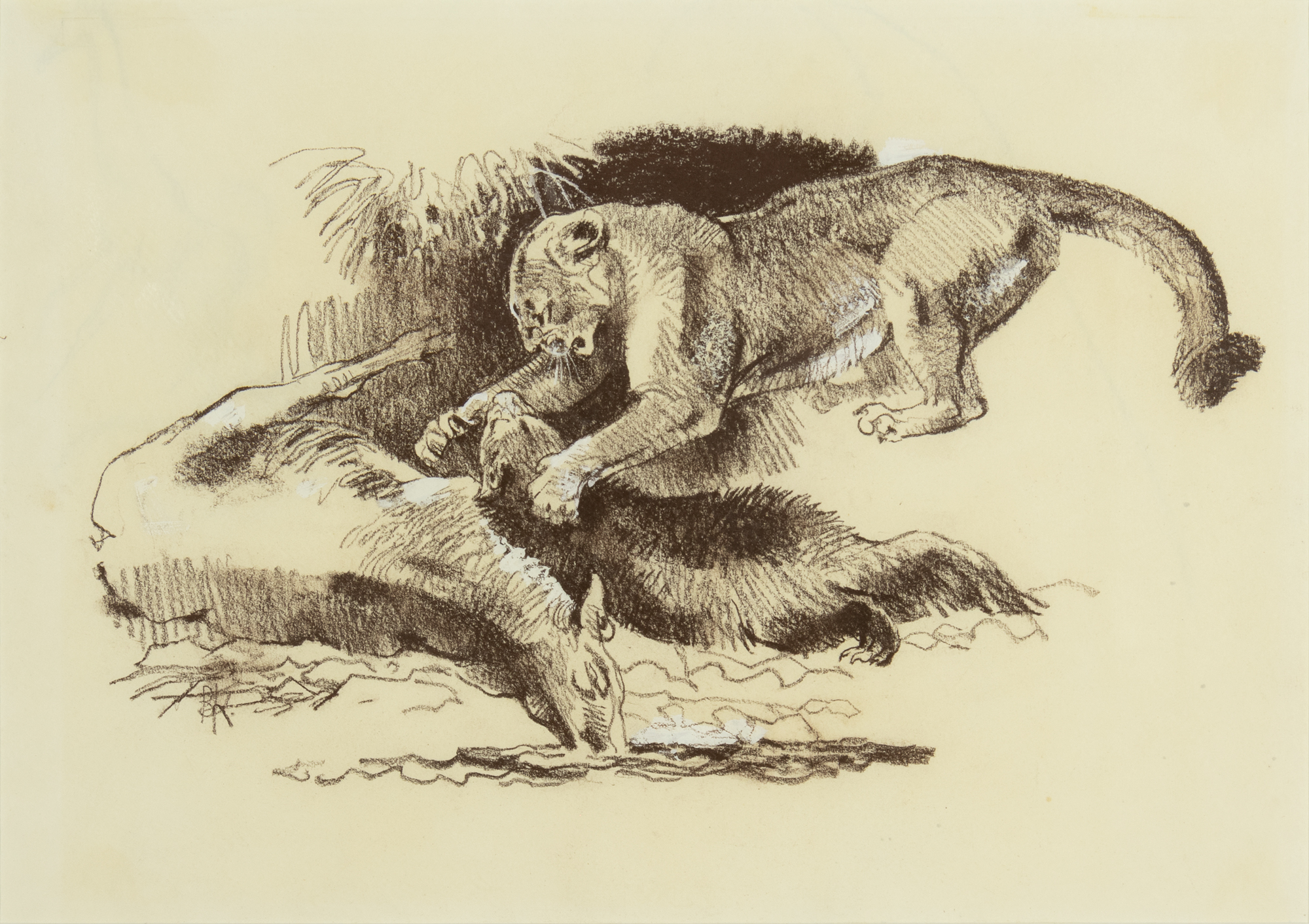 Bob Kuhn (1920-2007) Wolverine: How Tough? conte crayon and gouache on paper 11 1/8 x 15 3/4